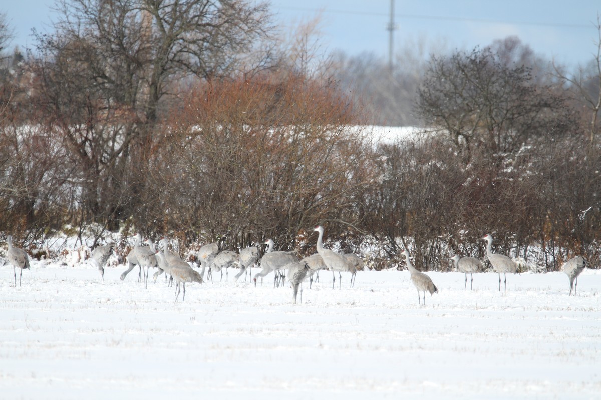 Sandhill Crane - ML645945406