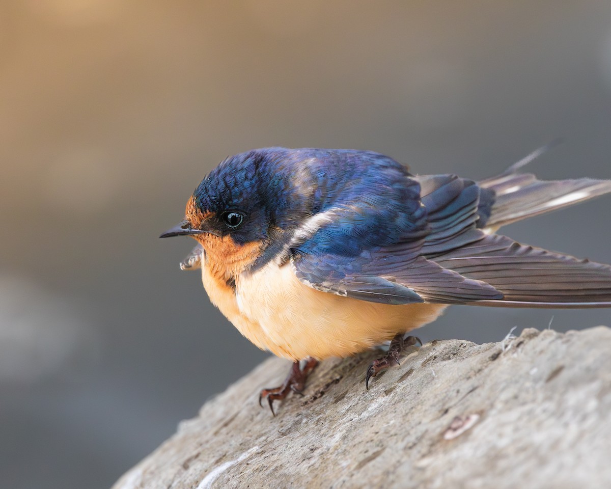 家燕 - ML645945419