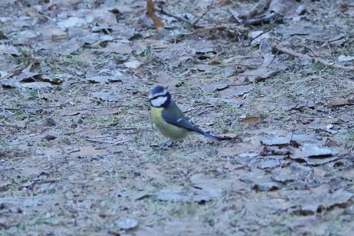 Eurasian Blue Tit - ML645945420