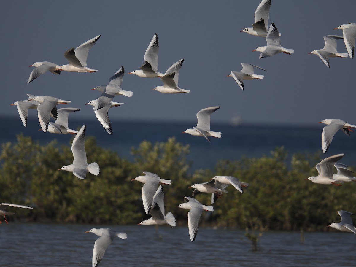 Slender-billed Gull - ML645945427