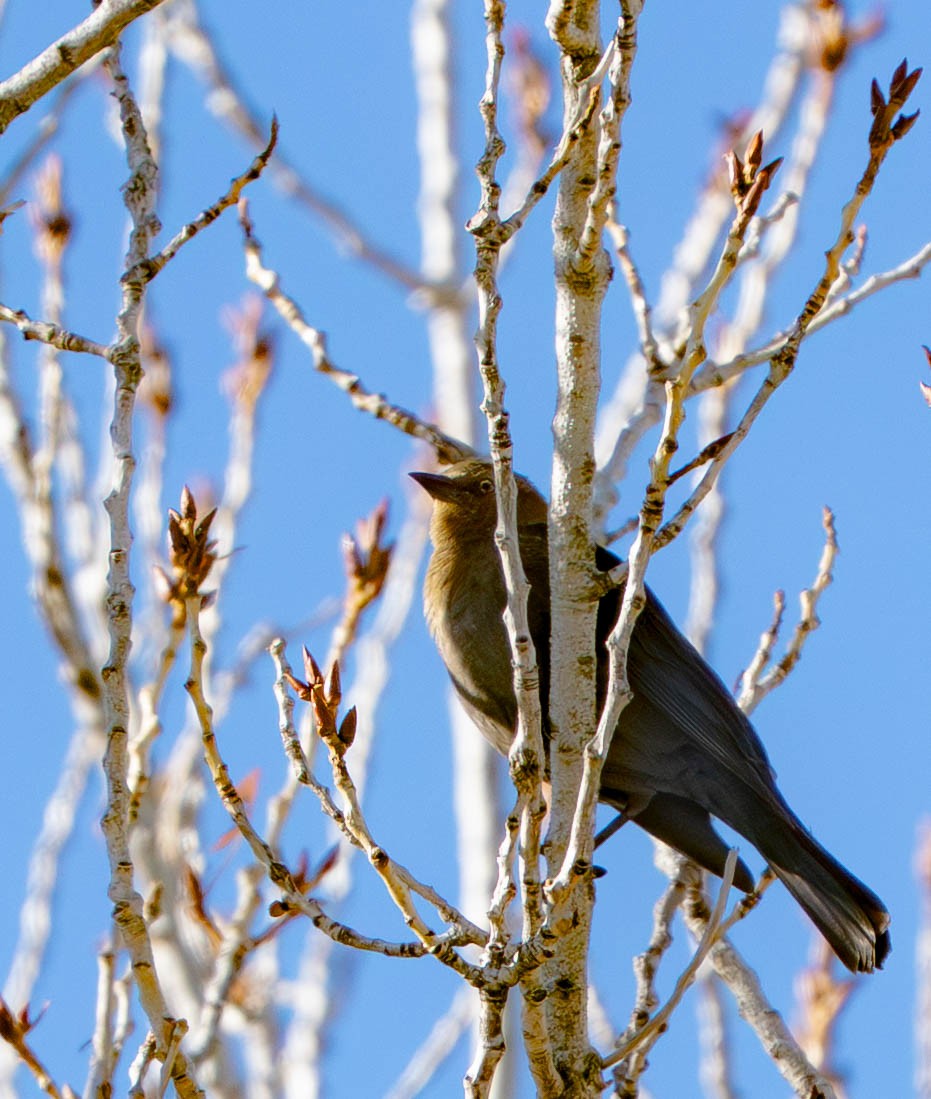 Brewer's Blackbird - ML645945437