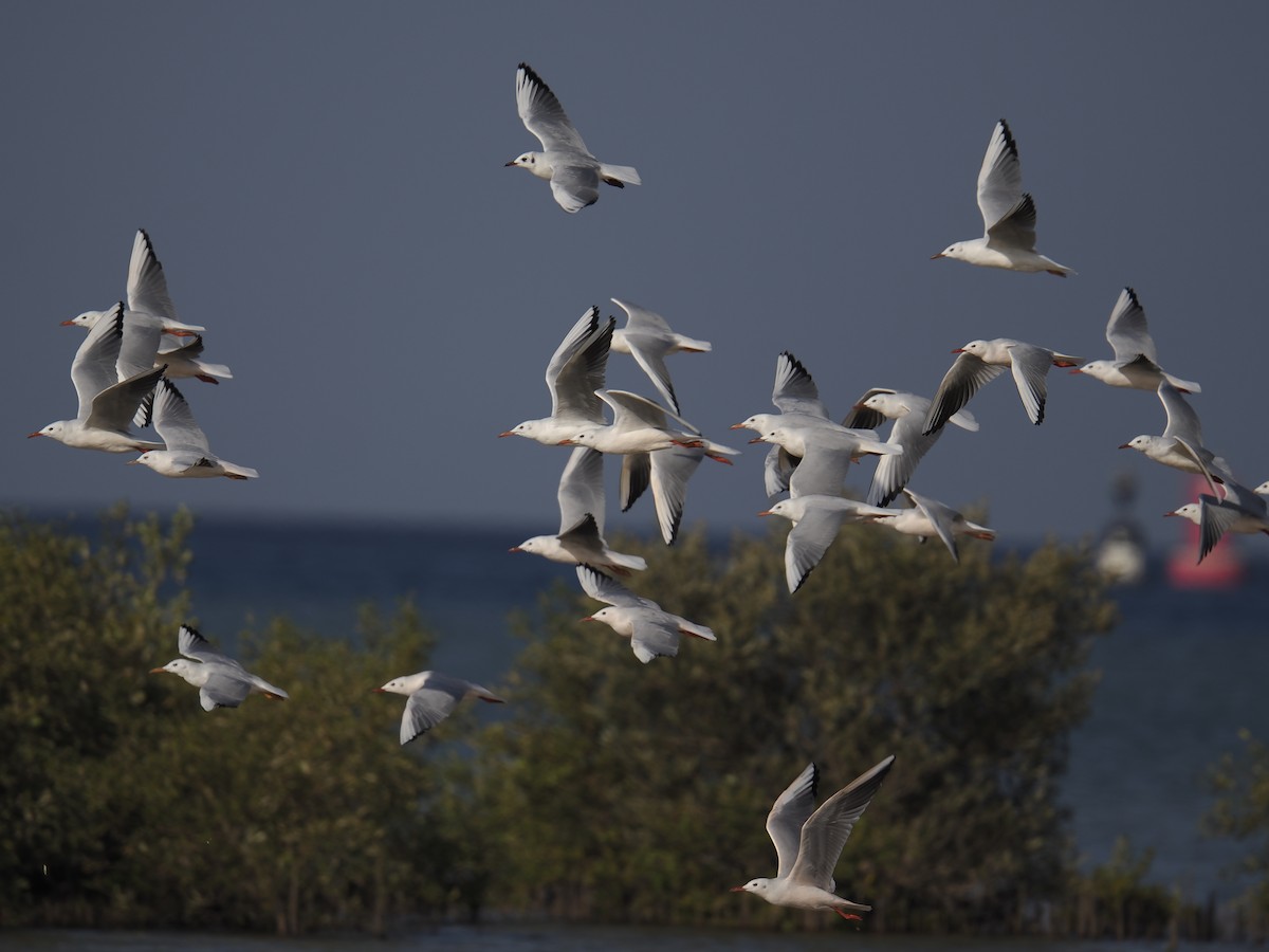 Slender-billed Gull - ML645945457