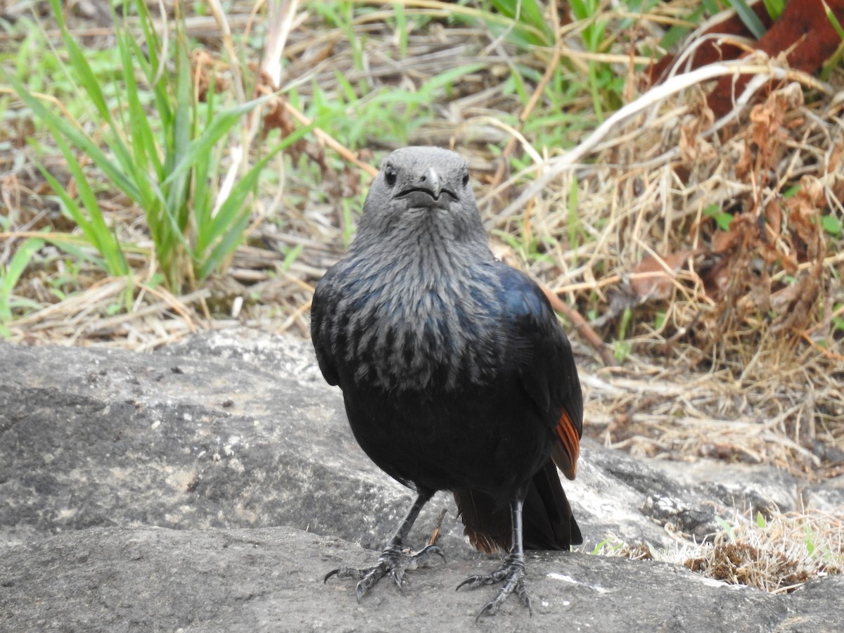 Kızılkanat - ML645945486