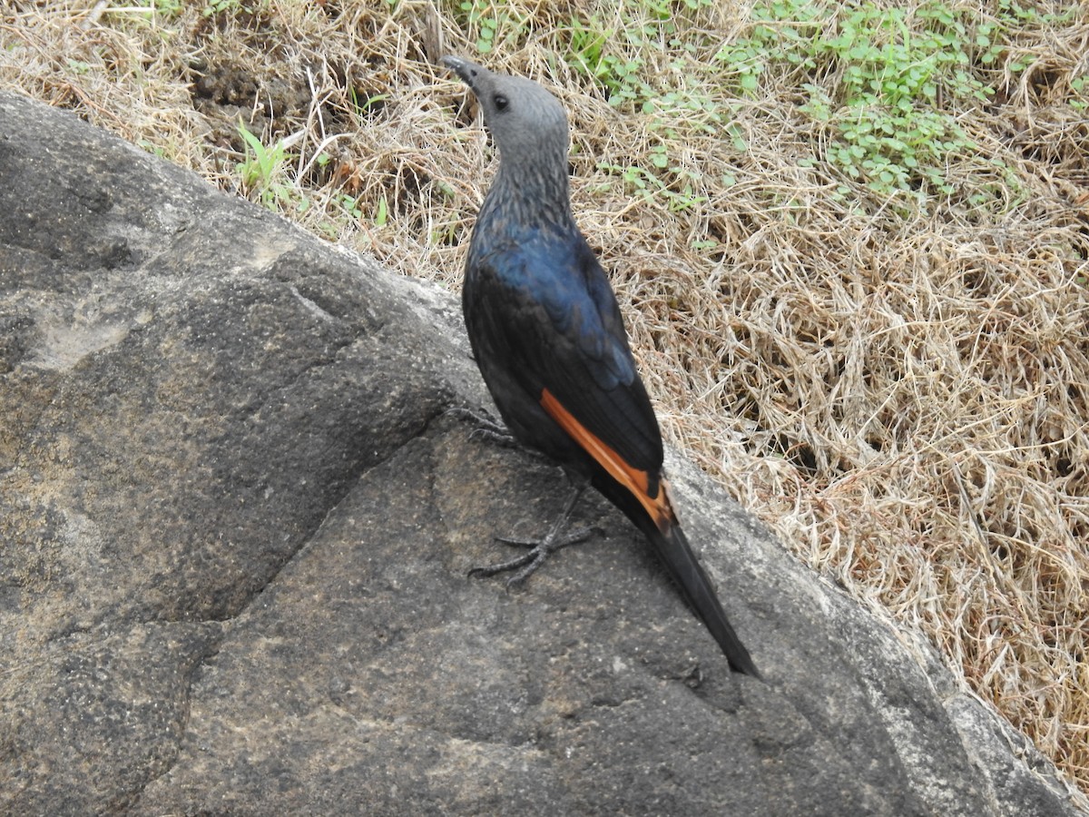 Kızılkanat - ML645945496