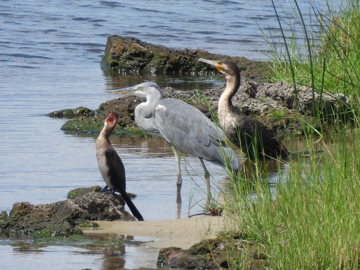 Uzun Kuyruklu Karabatak - ML645945497