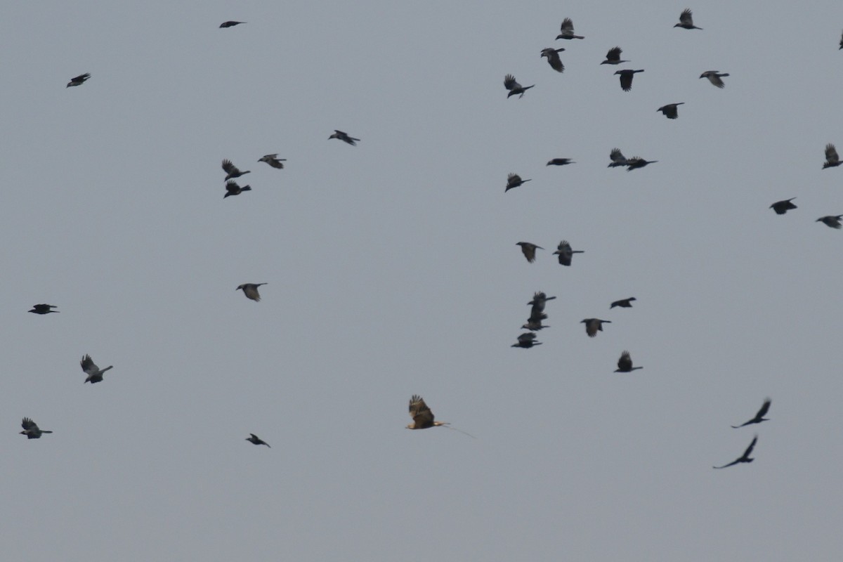 Long-legged Buzzard - ML645945501