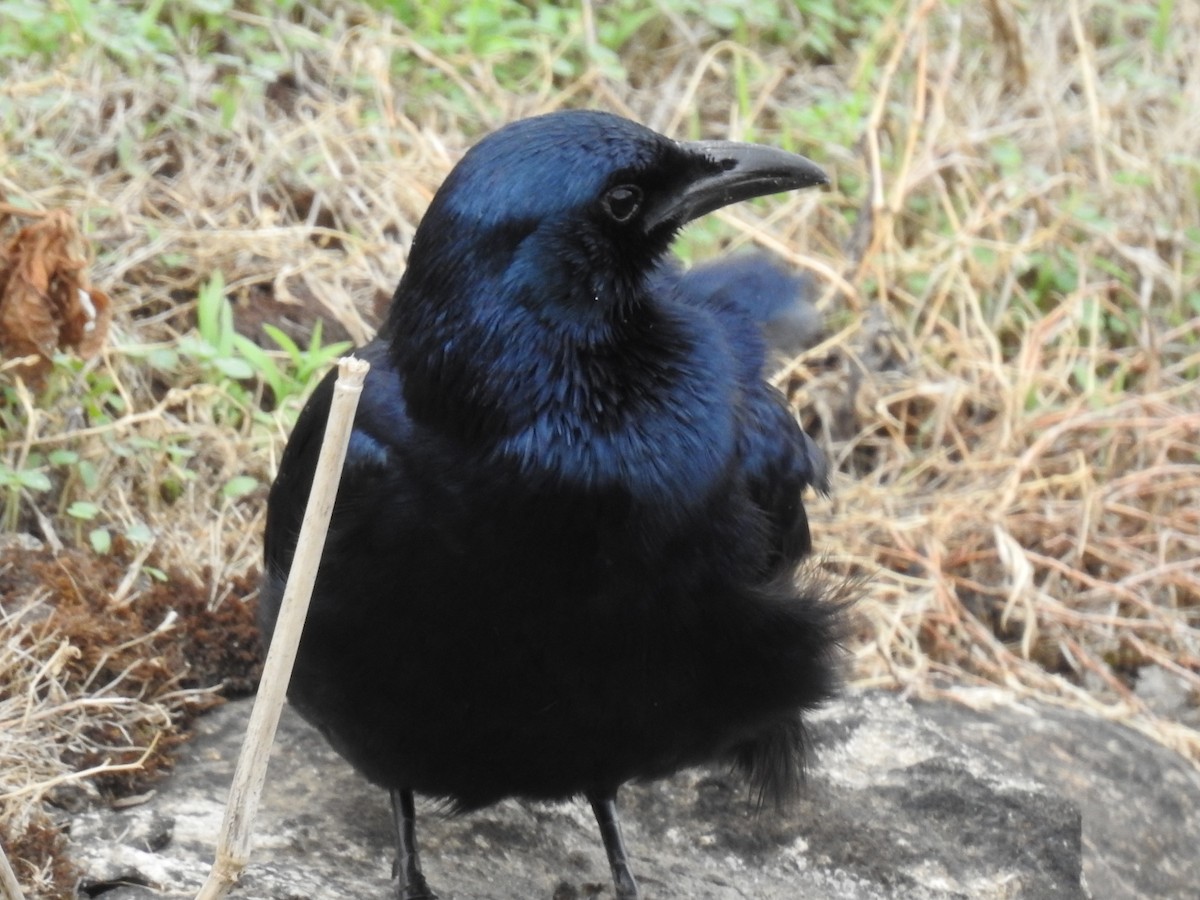 Kızılkanat - ML645945502