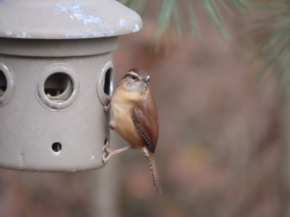 Carolina Wren - ML645945505