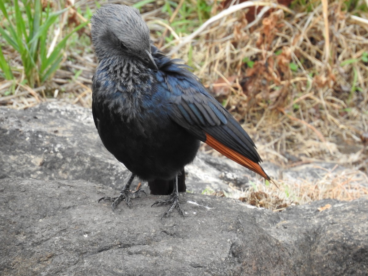 Kızılkanat - ML645945506