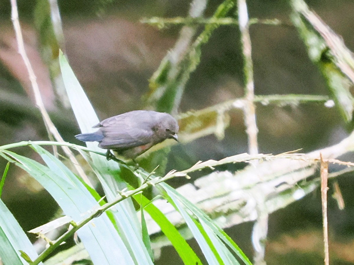 Chestnut-breasted Nigrita - ML645945509