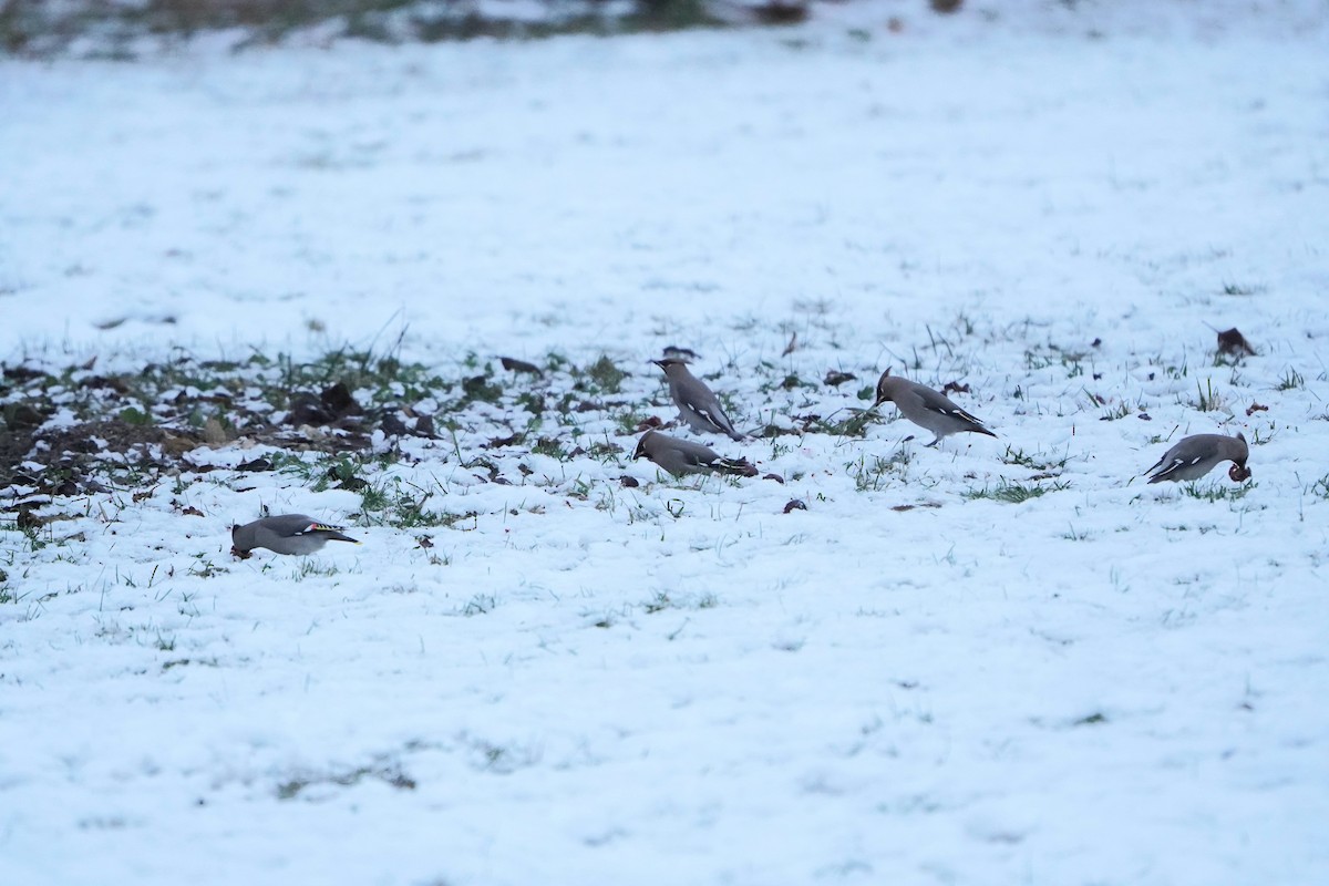 Bohemian Waxwing - ML645945511