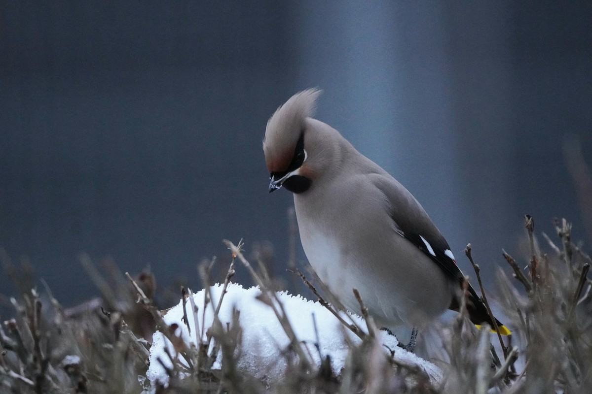 Bohemian Waxwing - ML645945512