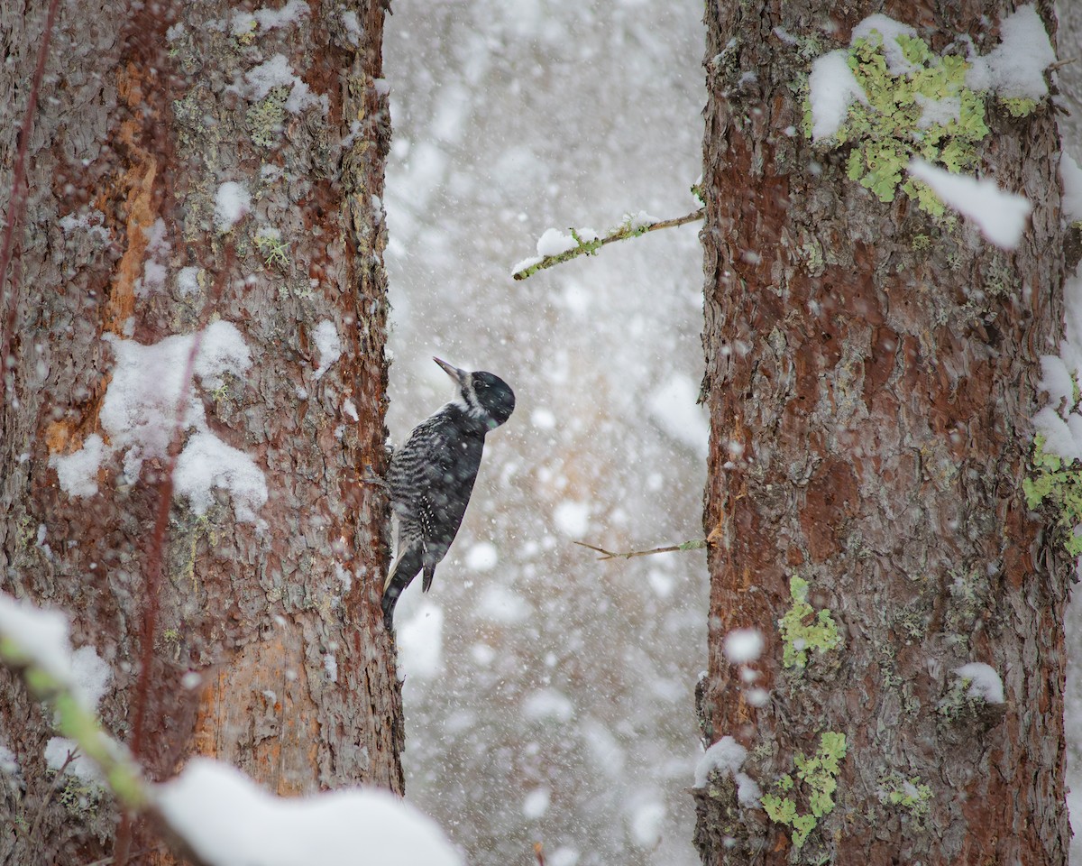 Black-backed Woodpecker - ML645945521