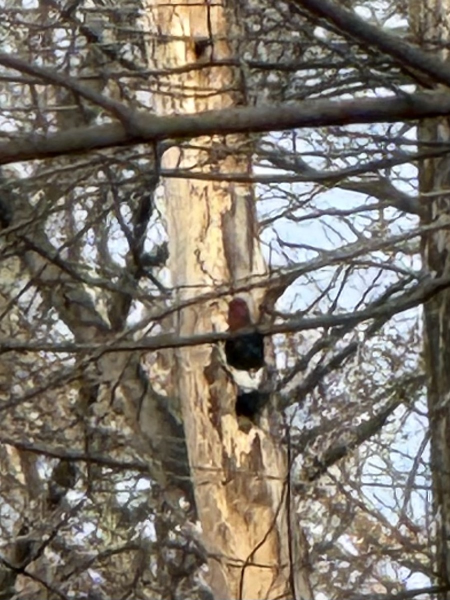 Red-headed Woodpecker - ML645945526