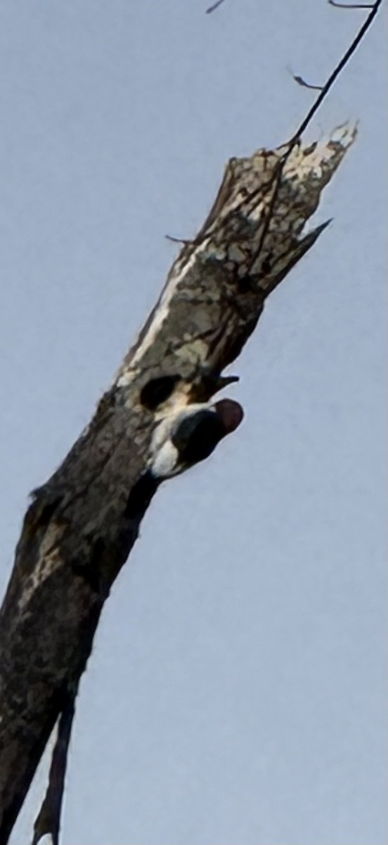 Red-headed Woodpecker - ML645945527