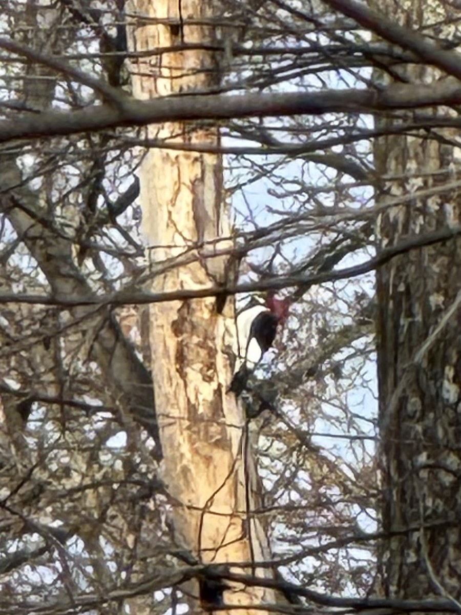 Red-headed Woodpecker - ML645945528