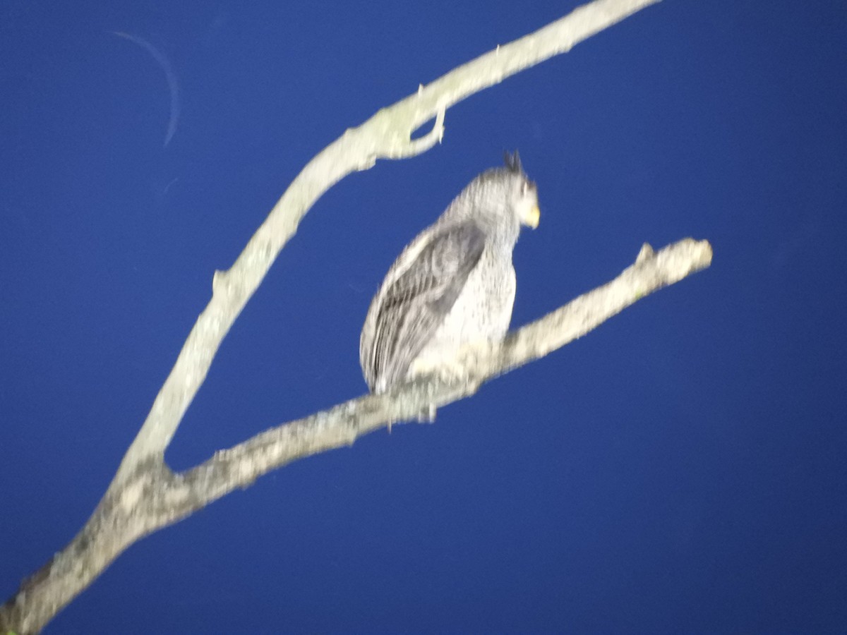 Spot-bellied Eagle-Owl - ML645945530