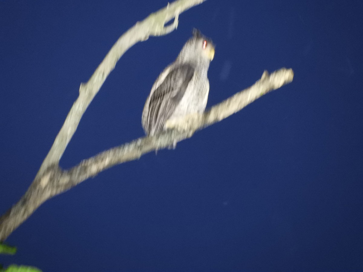 Spot-bellied Eagle-Owl - ML645945531