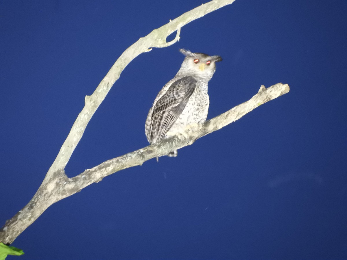 Spot-bellied Eagle-Owl - ML645945532