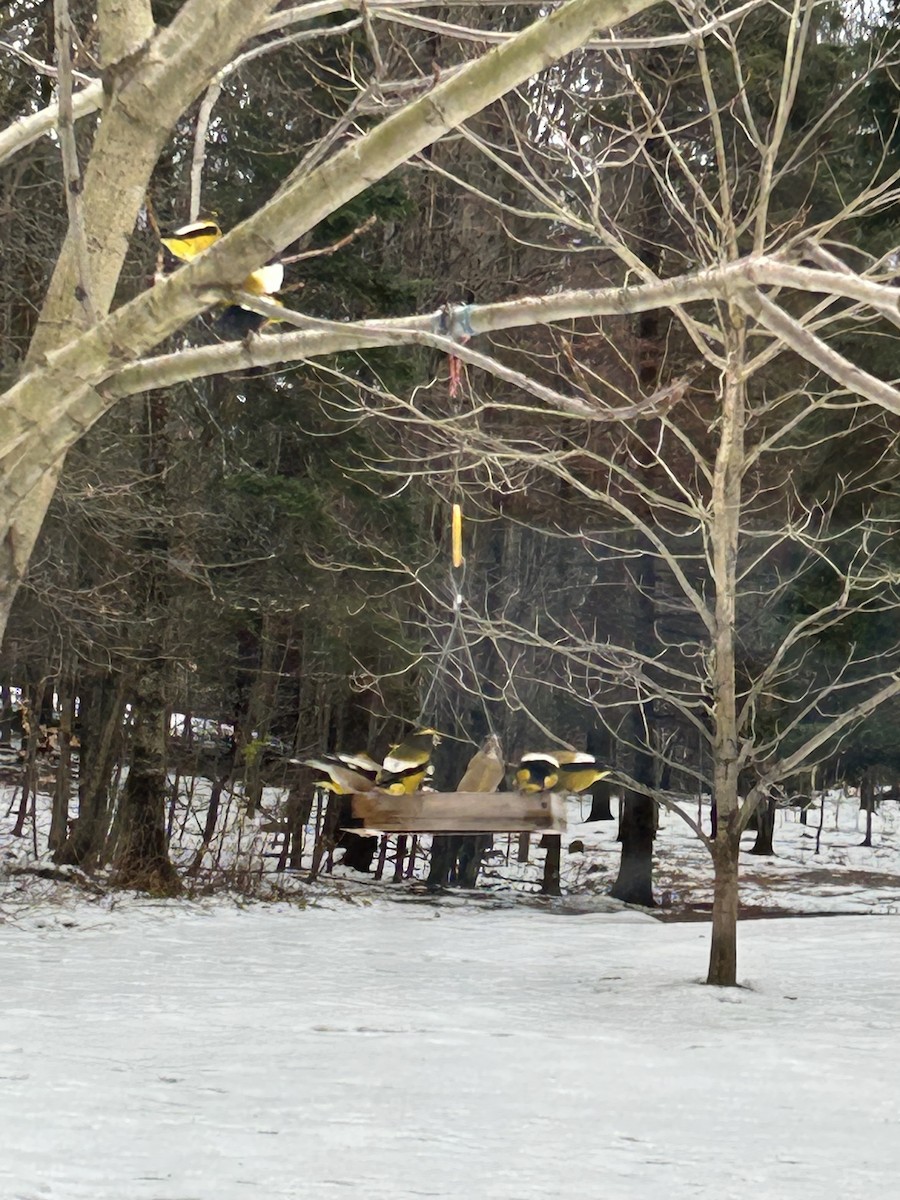 Evening Grosbeak - ML645945535