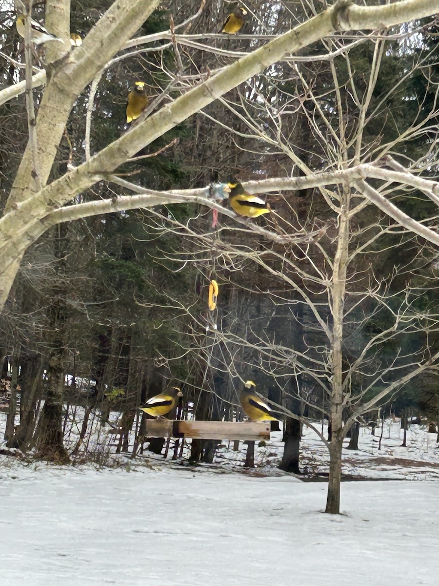 Evening Grosbeak - ML645945536