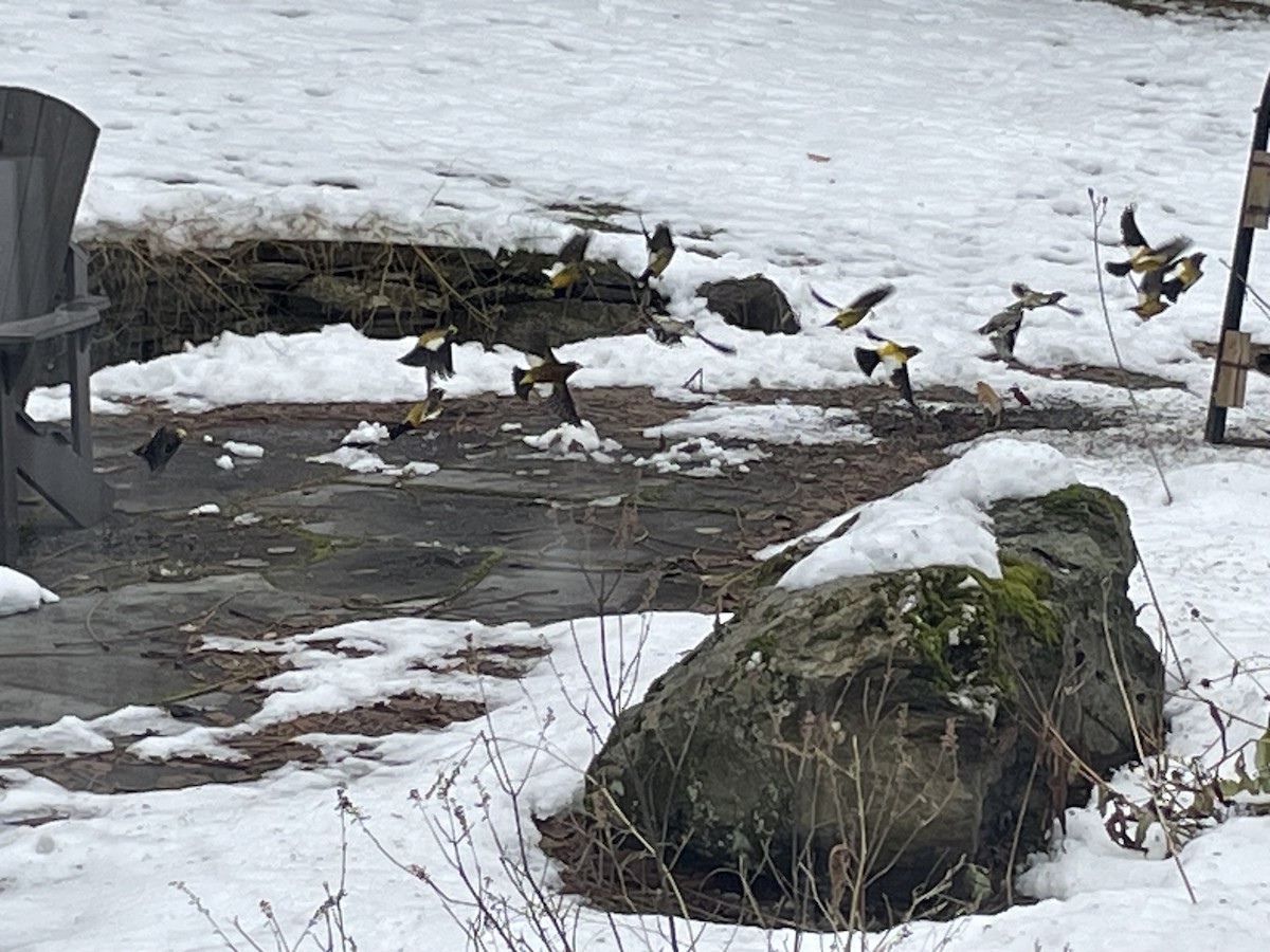 Evening Grosbeak - ML645945537