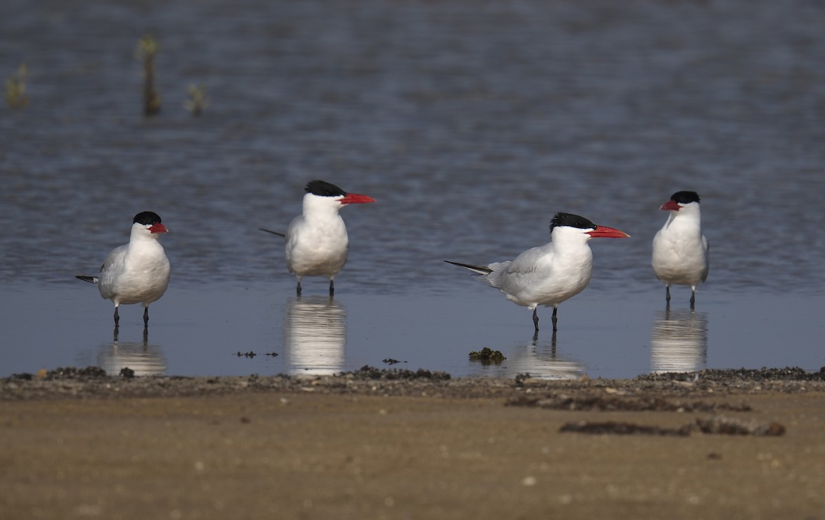 Caspian Tern - ML645945538