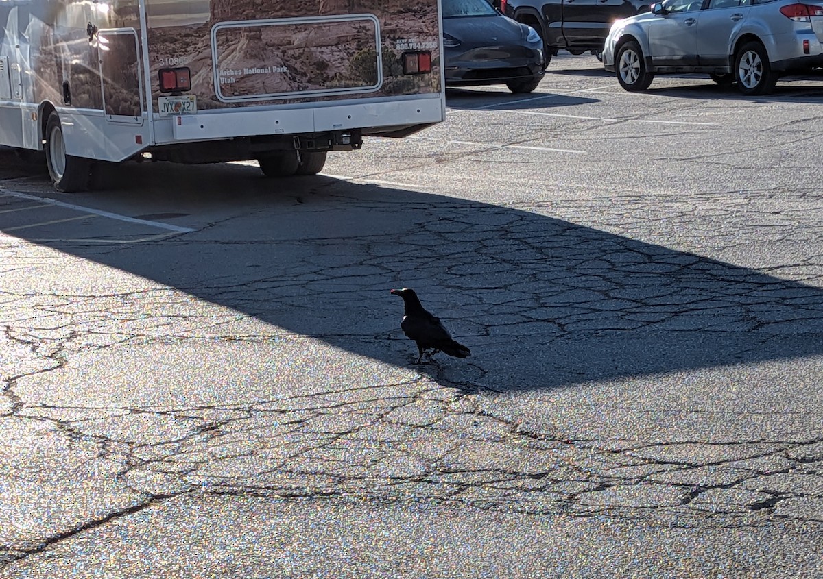 Common Raven - ML645945543