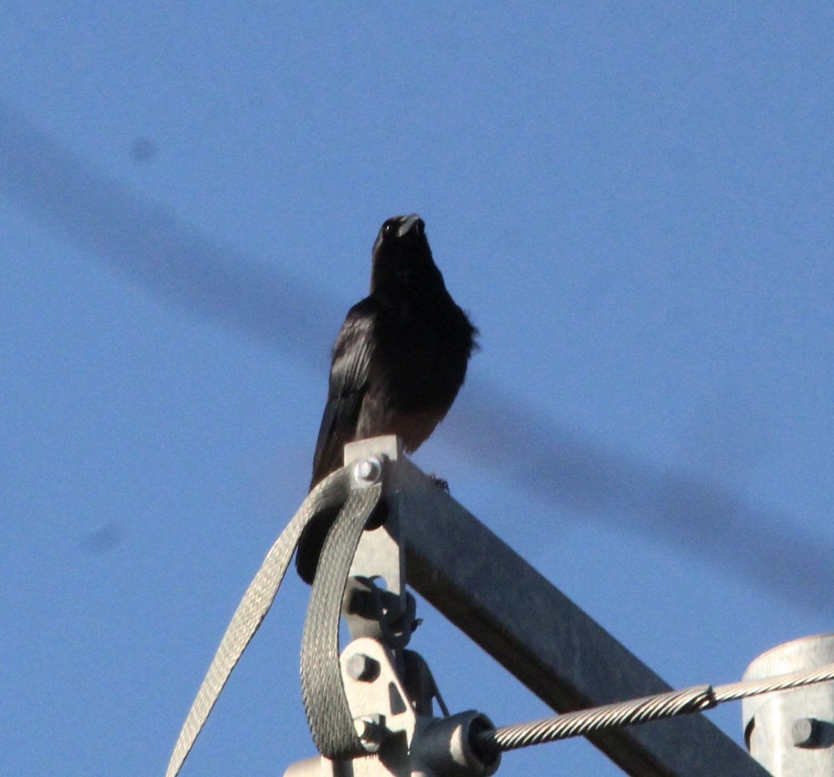 Fish Crow - ML645945551