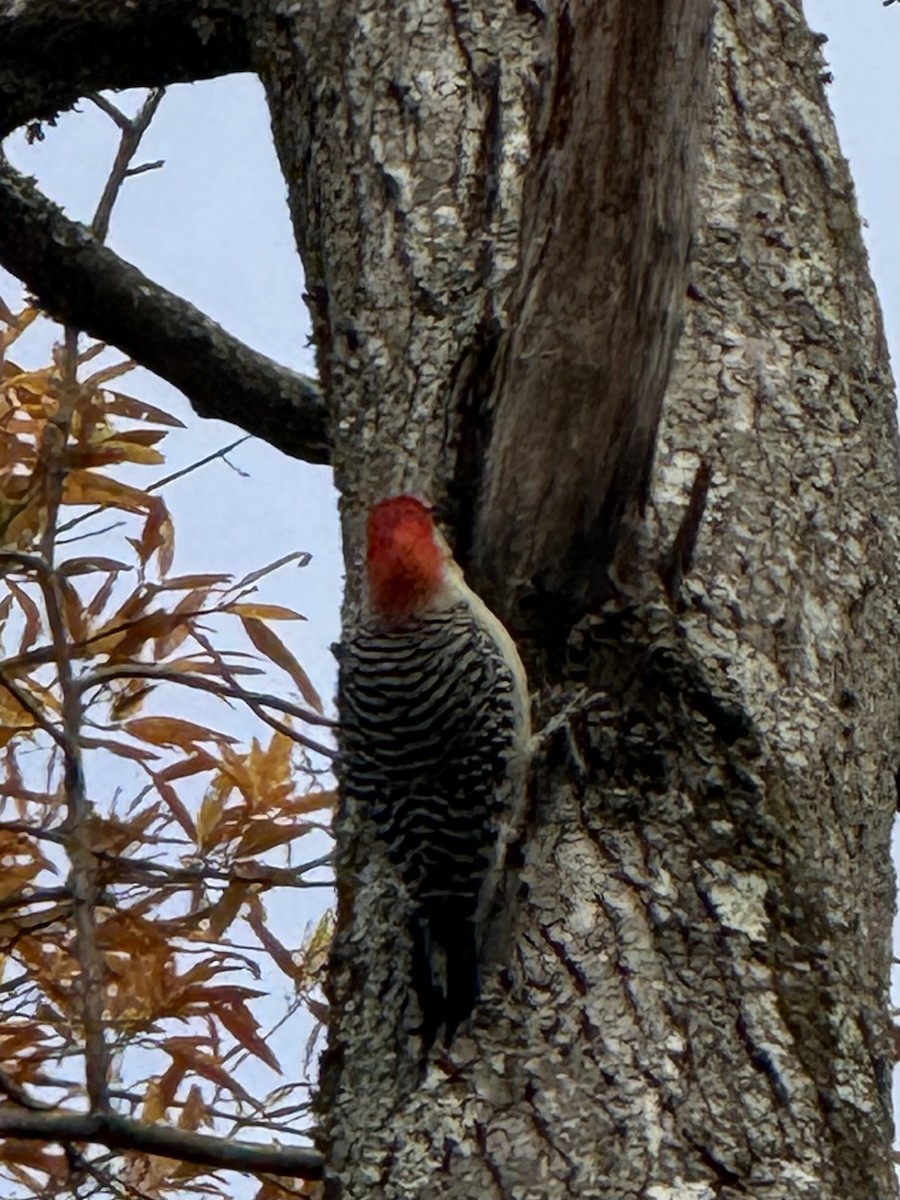 Red-bellied Woodpecker - ML645945554