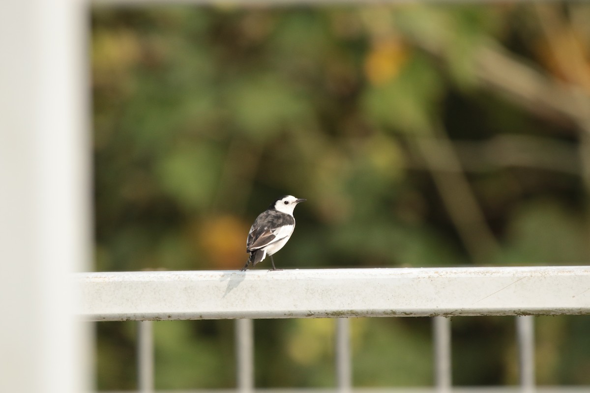 White Wagtail - ML645945555