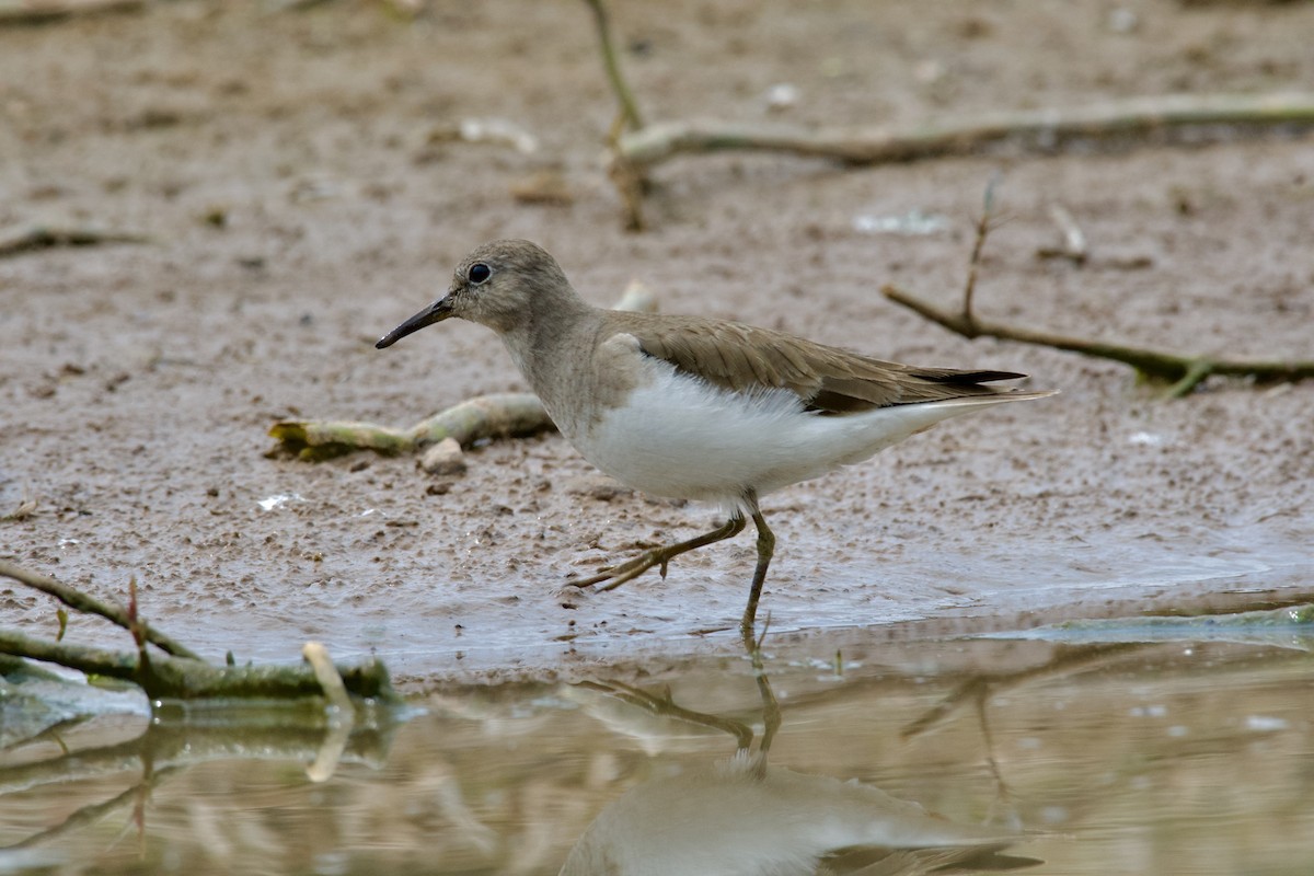 Temminck's Stint - ML645945572