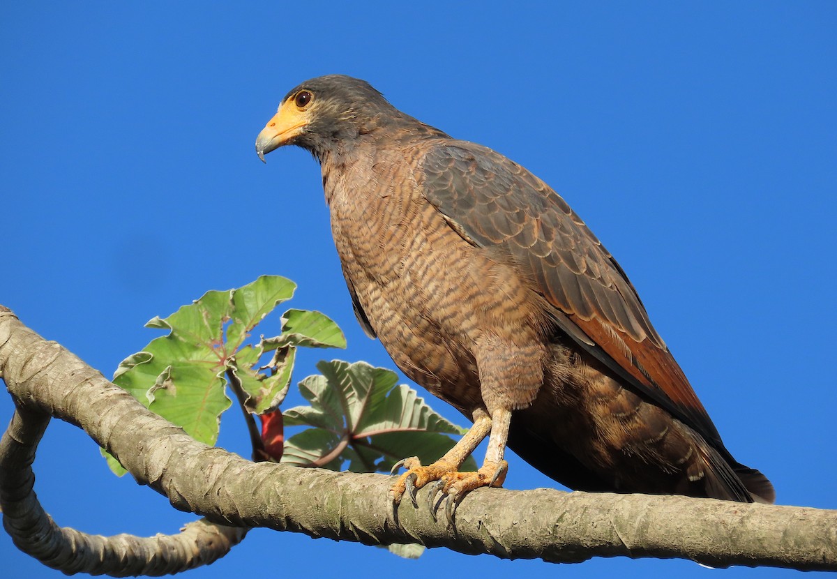Rufous Crab Hawk - ML645945593