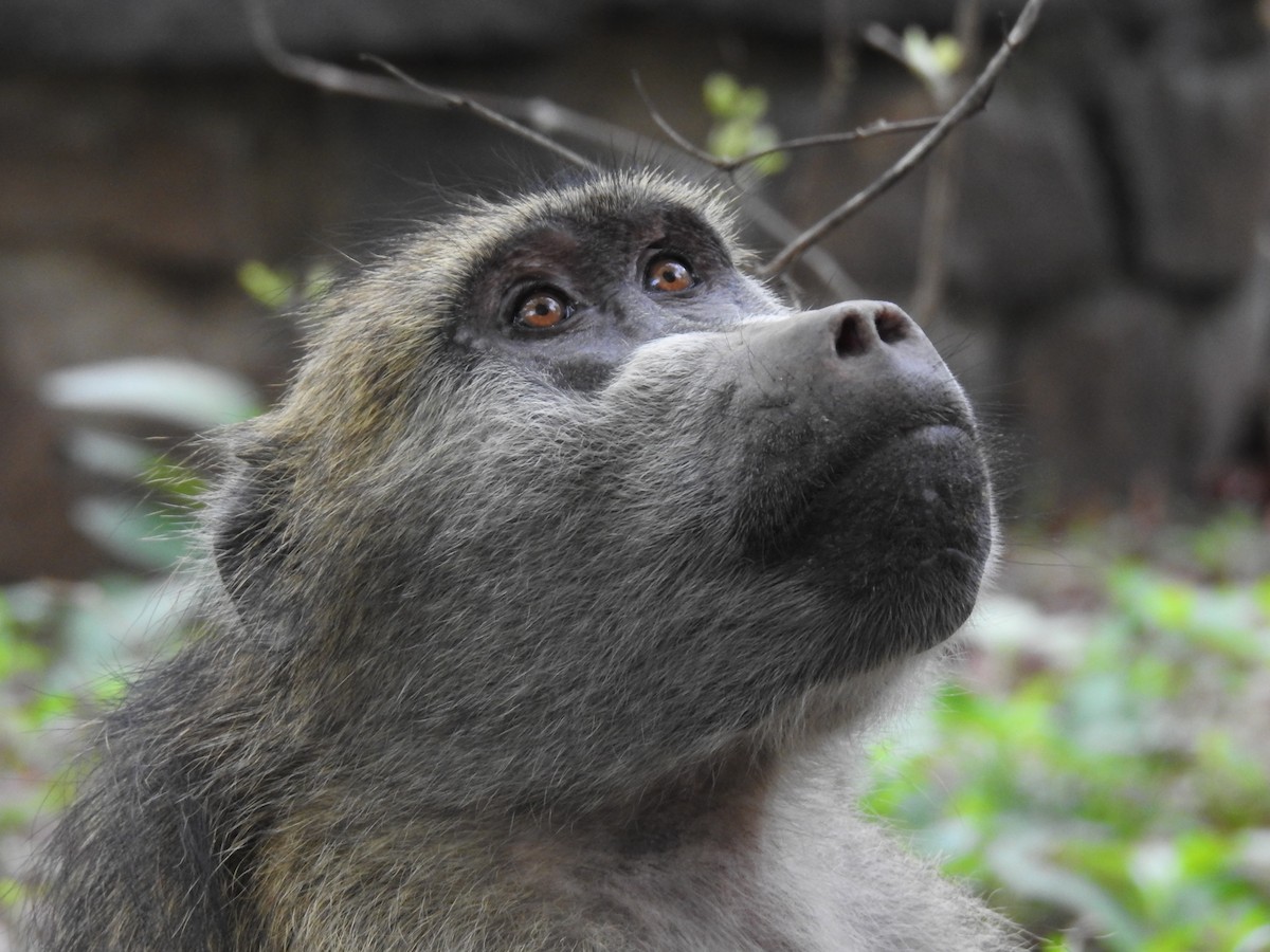 Babbuini - ML645945596