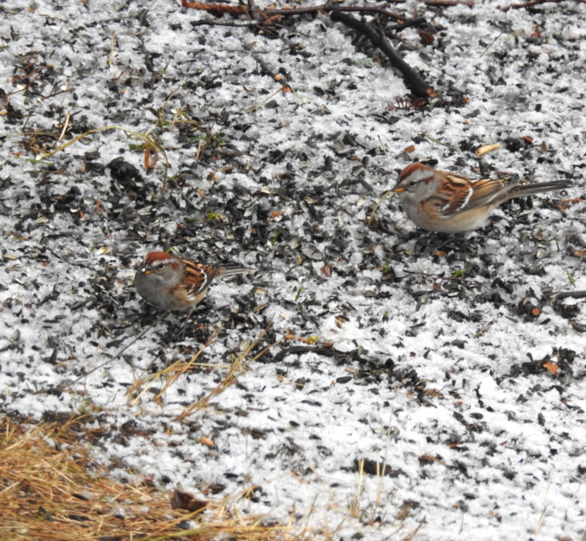 American Tree Sparrow - ML645945597