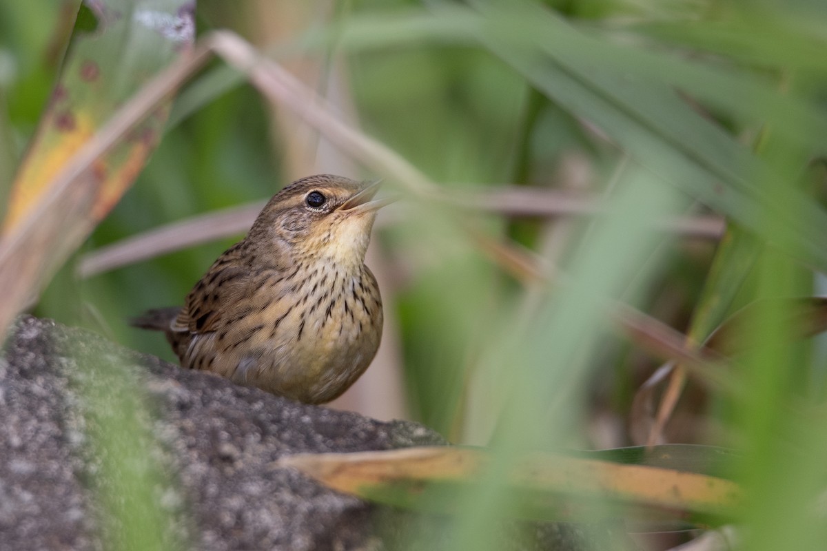 マキノセンニュウ - ML645945600
