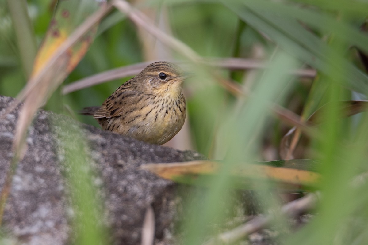 マキノセンニュウ - ML645945604