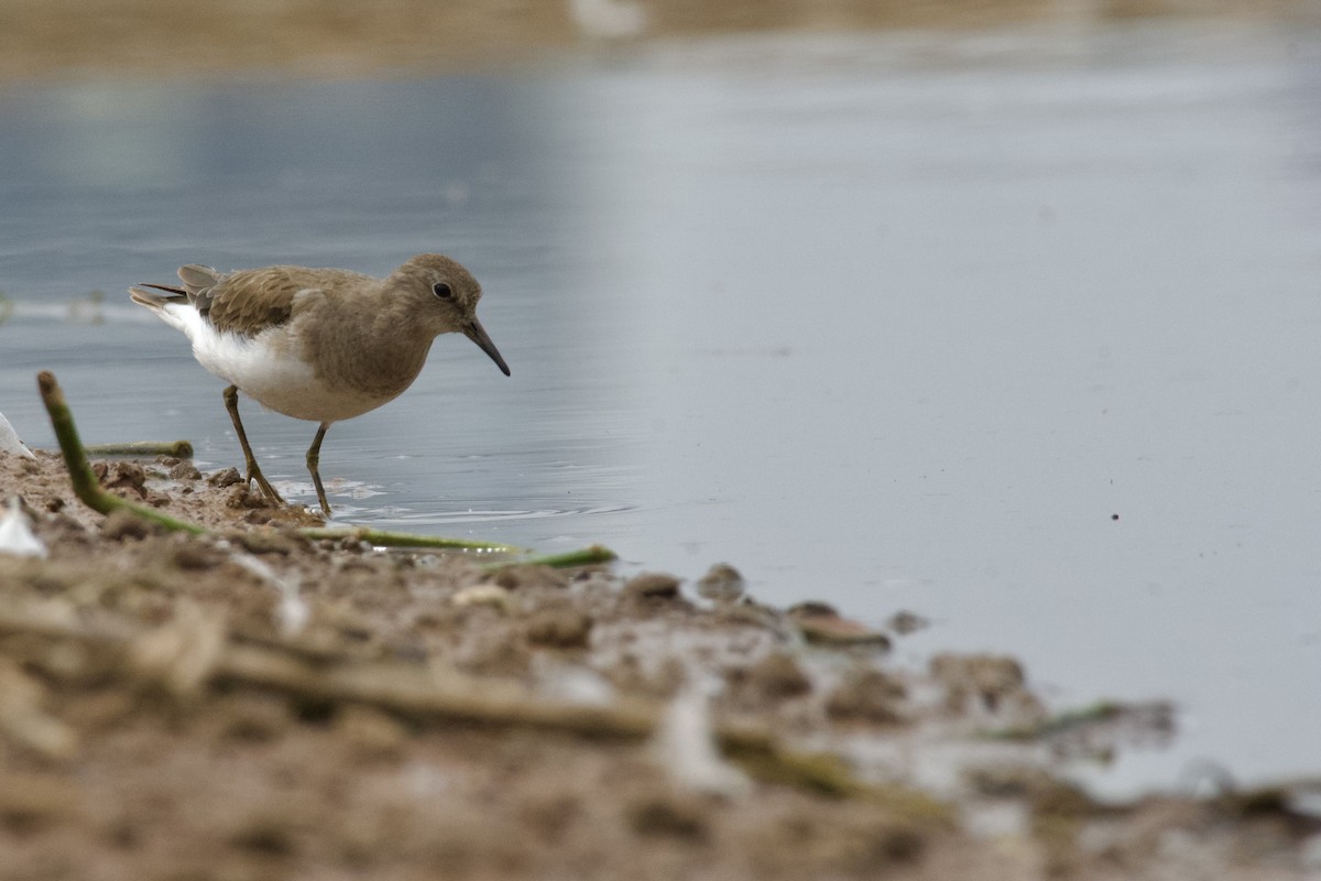 Temminck's Stint - ML645945605