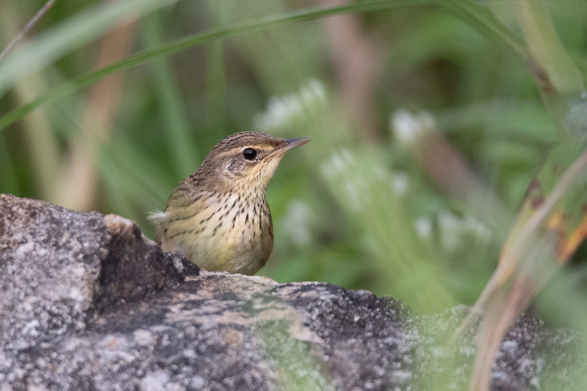 マキノセンニュウ - ML645945607