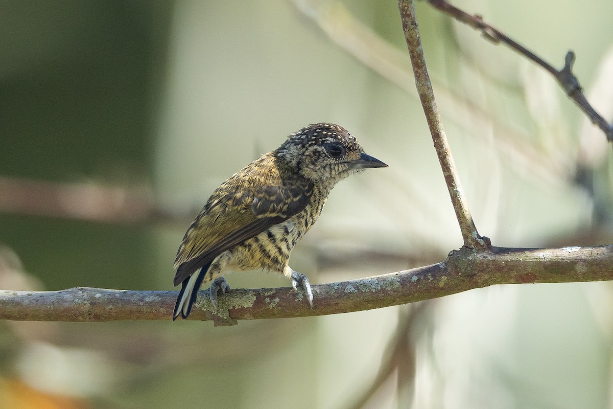 Добаш смугастогрудий - ML645945622