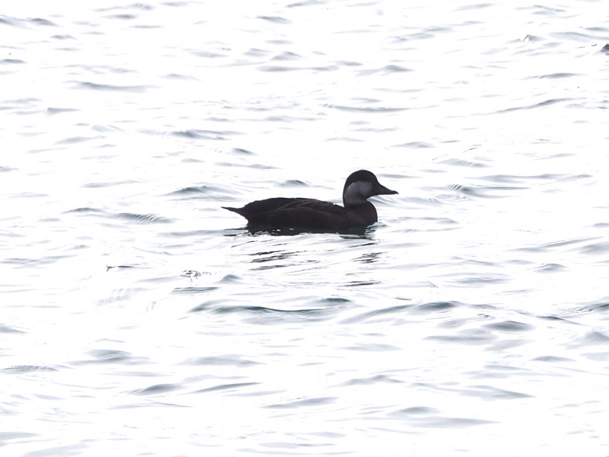 Black Scoter - ML645945623
