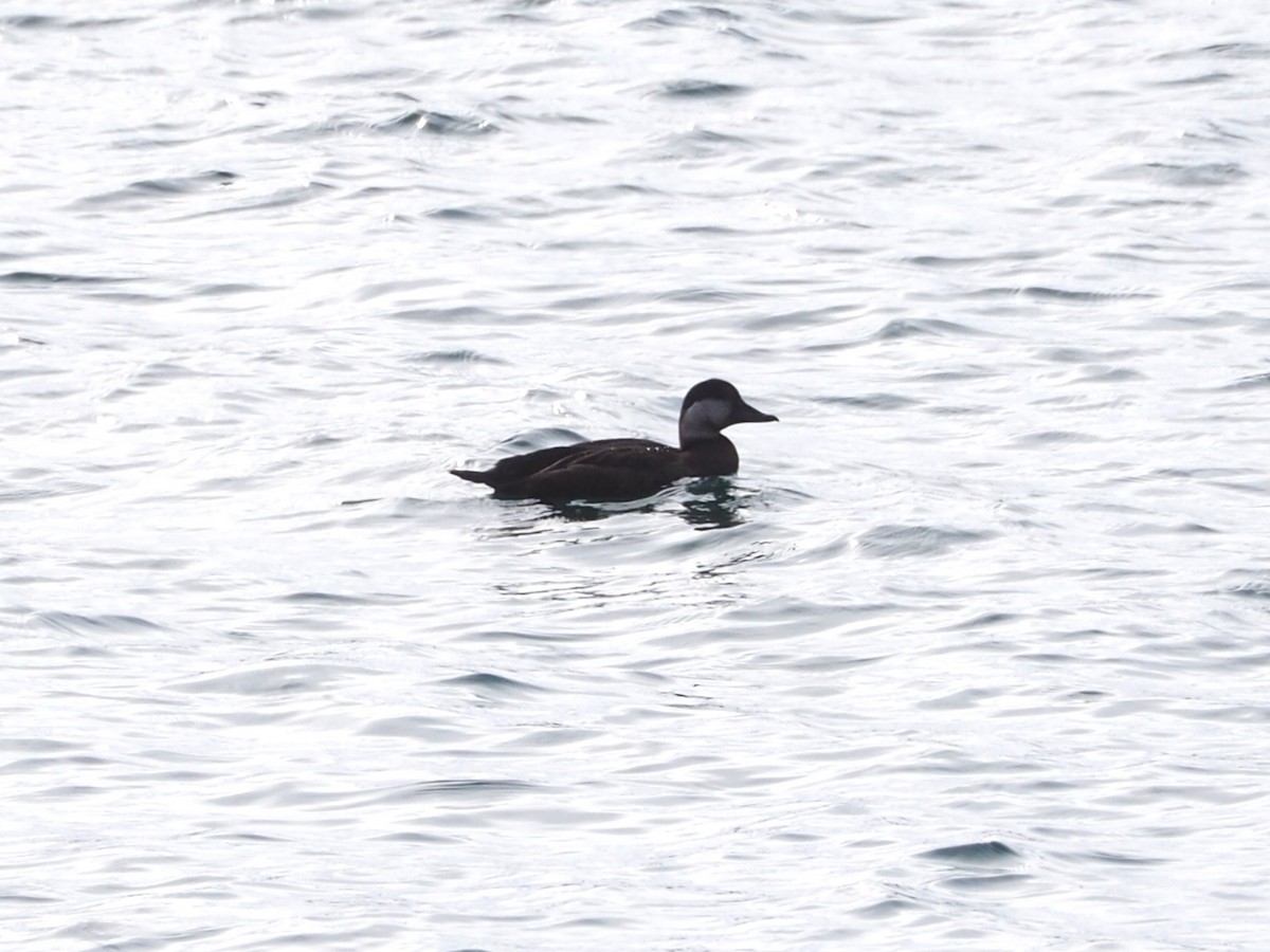 Black Scoter - ML645945624