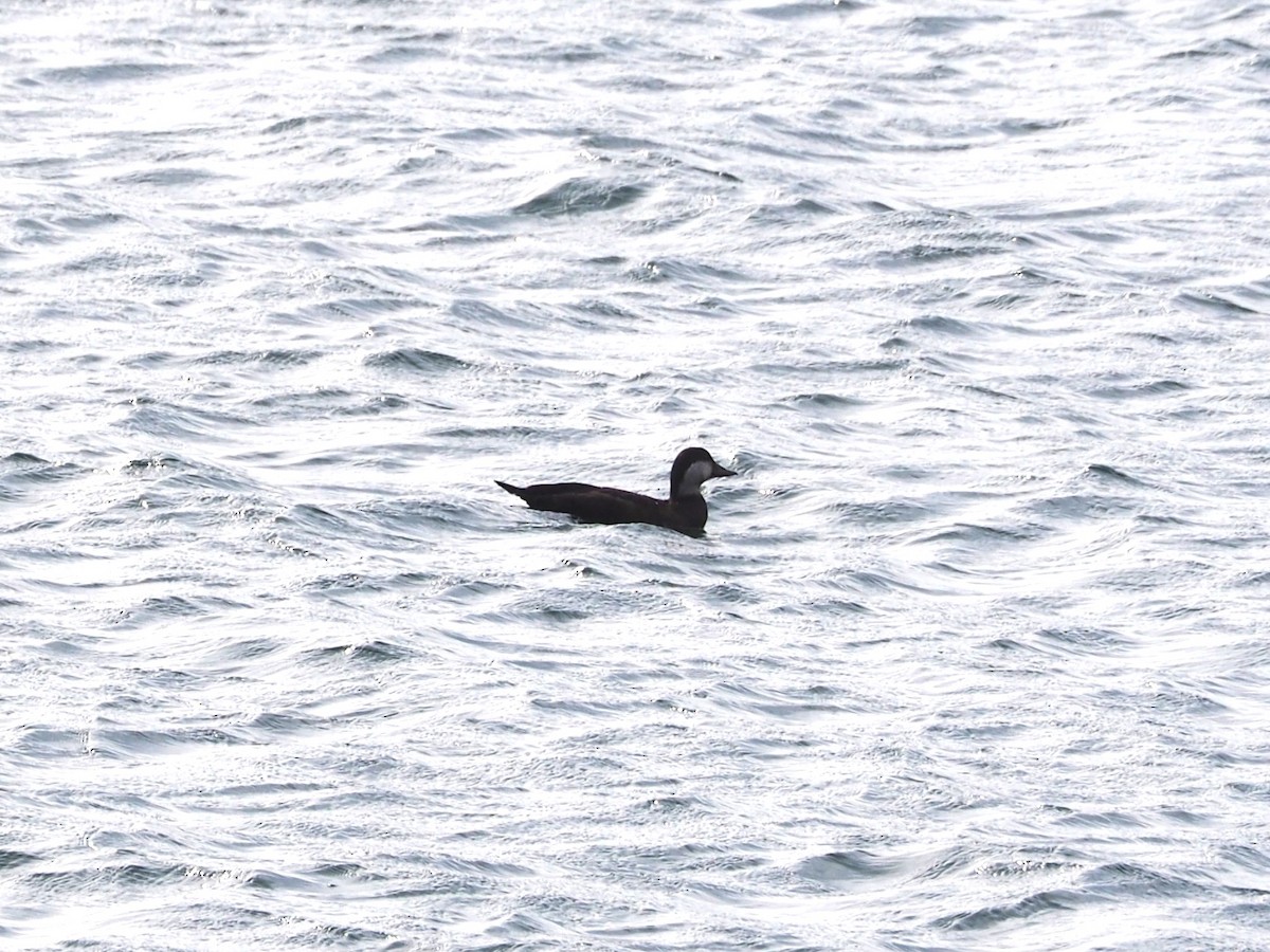 Black Scoter - ML645945625