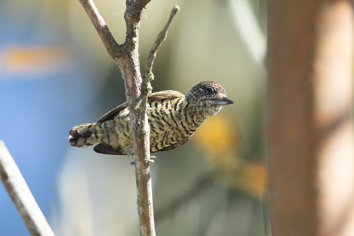 Добаш смугастогрудий - ML645945627