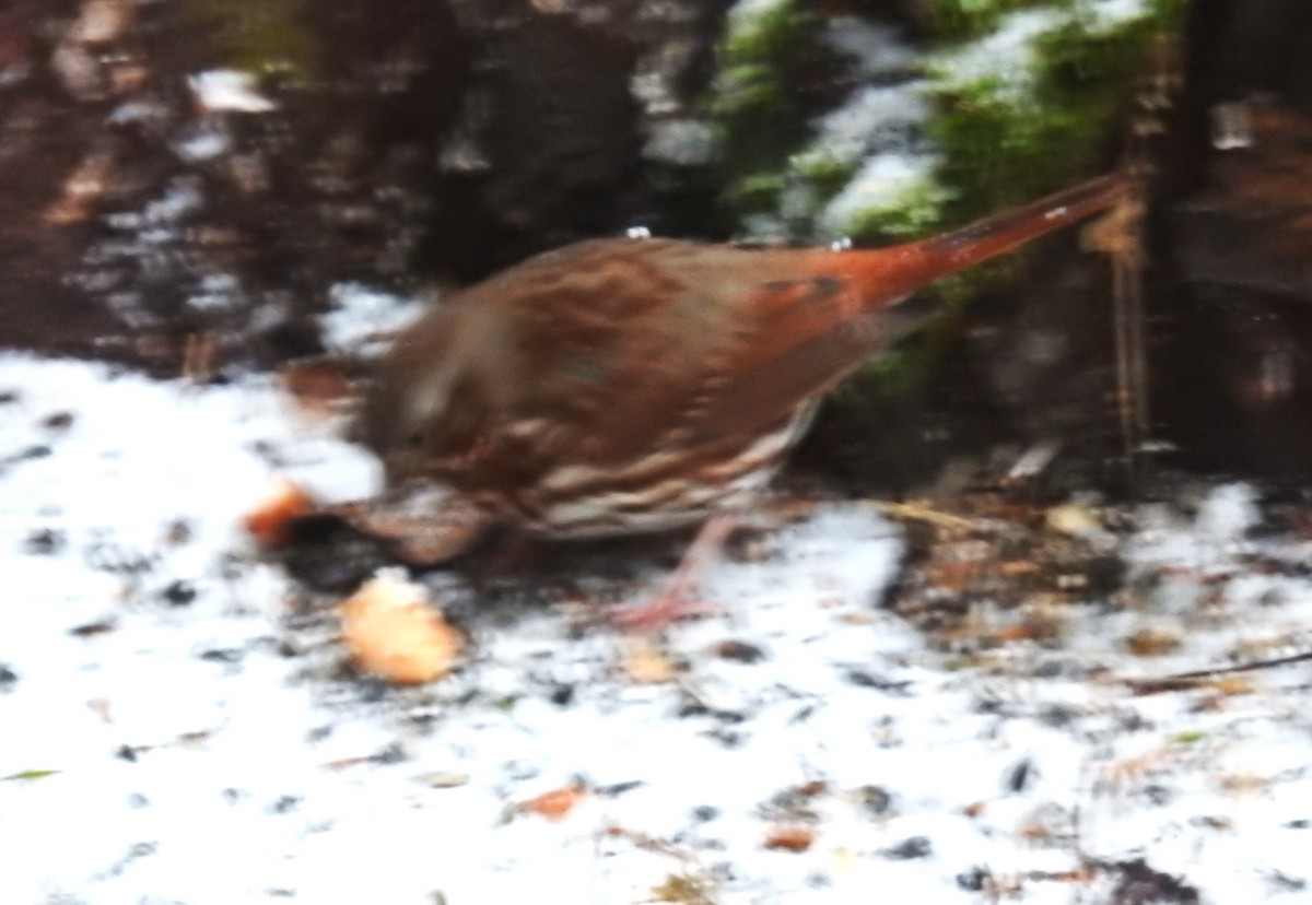 strnadec kaštanový - ML645945629