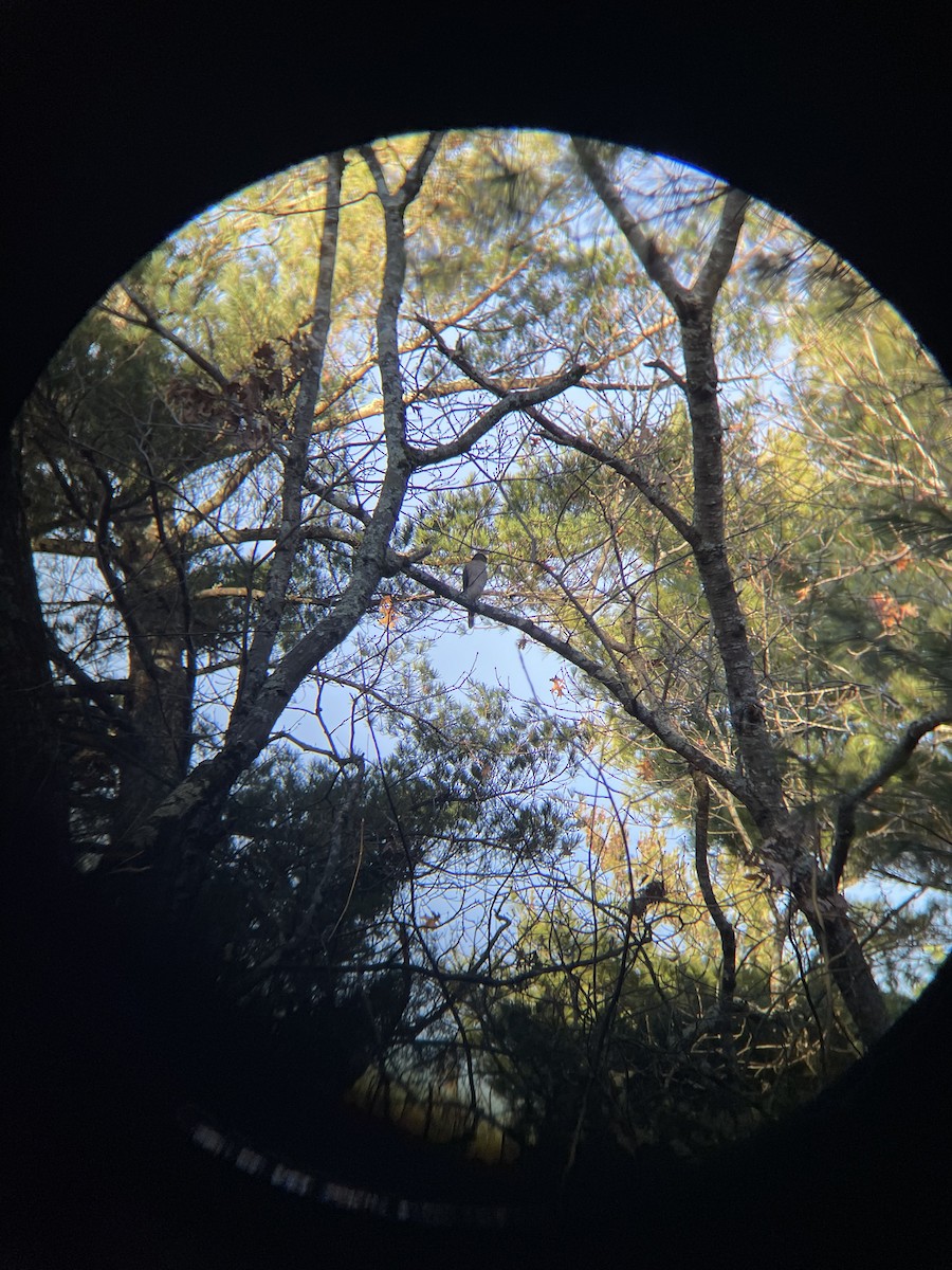 Cooper's Hawk - ML645945635