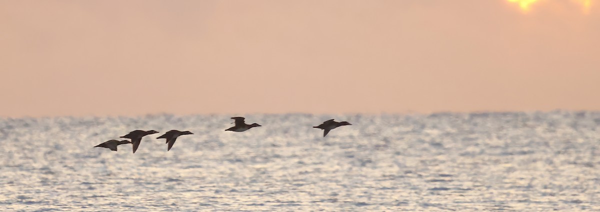 Black Scoter - ML645945652