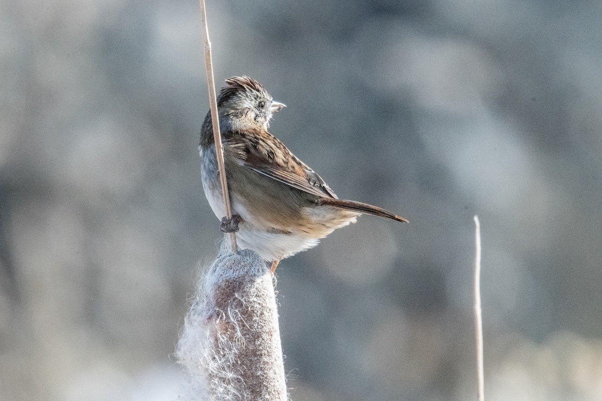 Swamp Sparrow - ML645945656