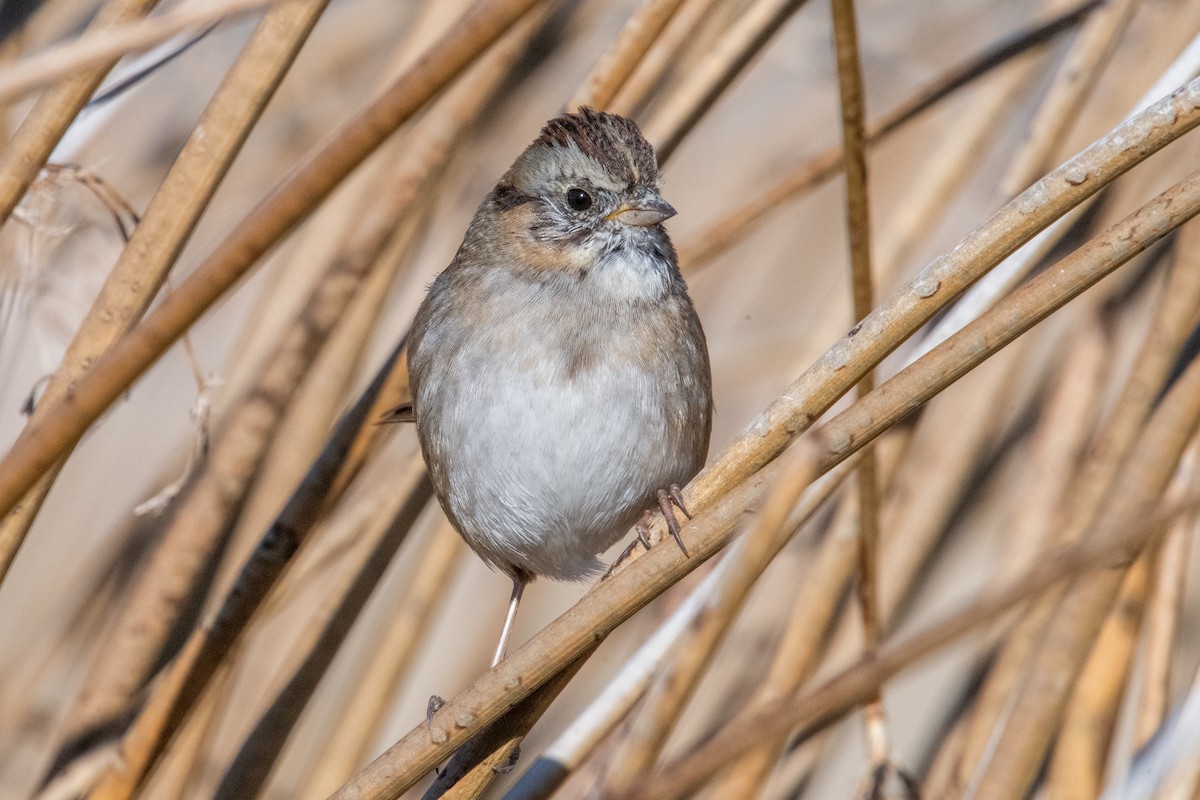 Swamp Sparrow - ML645945657