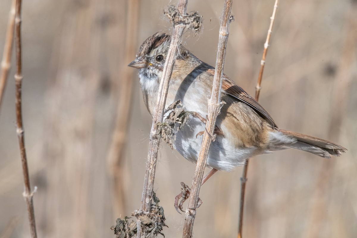 Swamp Sparrow - ML645945659